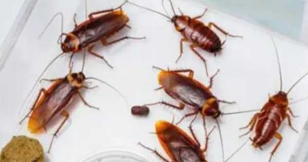 75度酒精能殺死蟑螂,75度酒精可以殺蟑螂嗎圖3