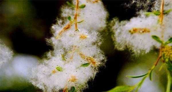 房間柳絮怎么清理,家里到處都是柳絮怎么辦呢圖12