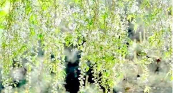 房間柳絮怎么清理,家里到處都是柳絮怎么辦呢圖13