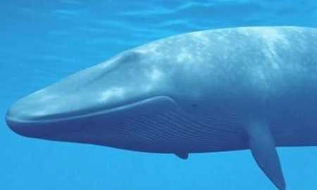 會(huì)游泳的動(dòng)物有哪些,會(huì)游泳的動(dòng)物有哪些?圖5