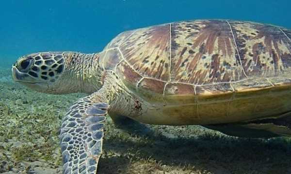 會(huì)游泳的動(dòng)物有哪些,會(huì)游泳的動(dòng)物有哪些?圖11