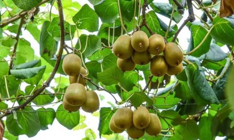 徐香獼猴桃?guī)自路菥蜎]有了