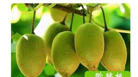 獼猴桃什么季節(jié)成熟最好