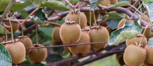 獼猴桃一年四季都可以移栽嗎