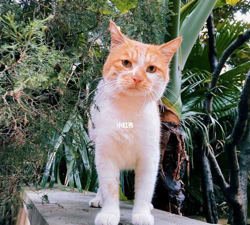 黃乎乎的什么填空詞語