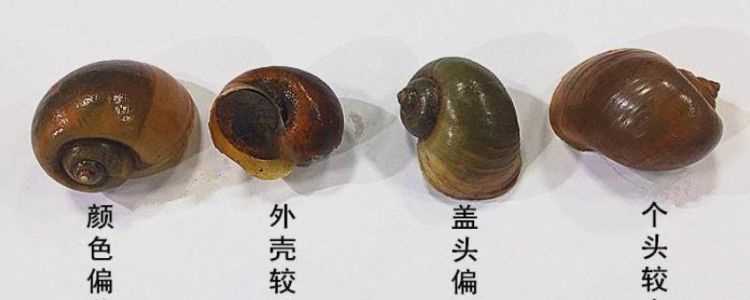 福壽螺怎么做才能吃