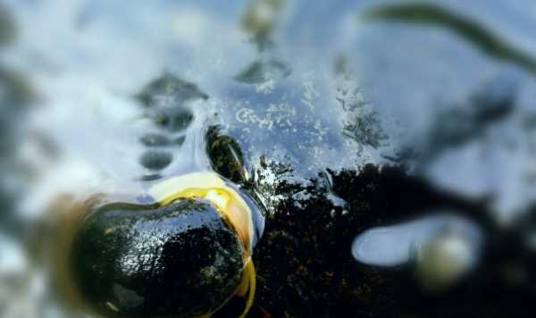 怎樣吃福壽螺才安全,福壽螺怎么做才能吃圖2