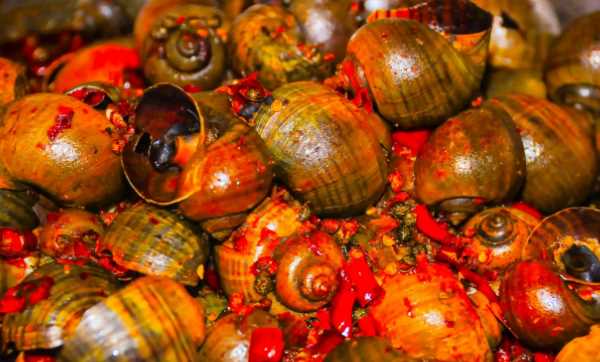 怎樣吃福壽螺才安全,福壽螺怎么做才能吃圖3