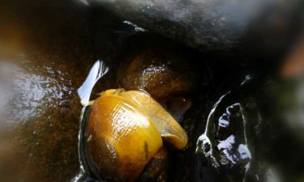 怎樣吃福壽螺才安全,福壽螺怎么做才能吃圖4