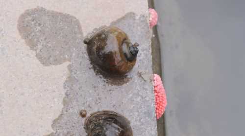 怎樣吃福壽螺才安全,福壽螺怎么做才能吃圖5