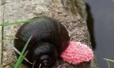 怎樣吃福壽螺才安全,福壽螺怎么做才能吃圖8