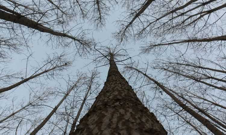 樹梢在樹的哪個部位啊