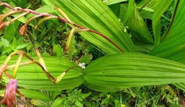 中藥白及粉作用與功效是什么