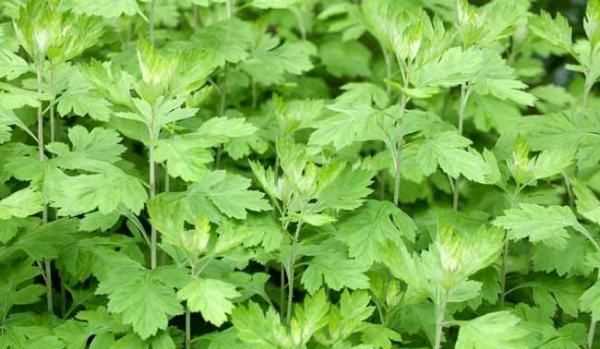 艾蒿和艾草的區(qū)別,端午節(jié)艾蒿和艾草的區(qū)別圖片圖1