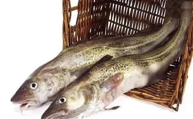 明太魚有什么營養(yǎng)價值，明太魚為什么沒有頭？圖1