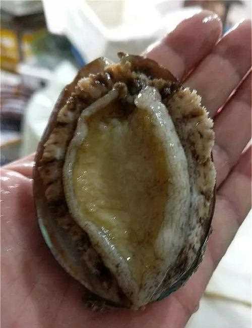 鮮鮑魚怎么儲存才能時間更長