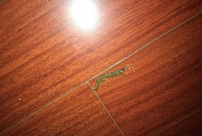 蜈蚣沖下馬桶會(huì)淹死 蜈蚣沖下馬桶會(huì)不會(huì)淹死