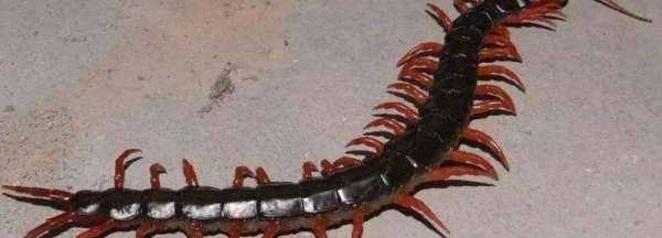 蜈蚣沖下馬桶會(huì)淹死嗎,蜈蚣沖下馬桶會(huì)淹死 中藥蜈蚣的作用都有哪些圖2