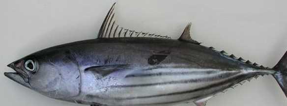 柴魚怎么做好吃家常做法,柴魚怎么做好吃圖1