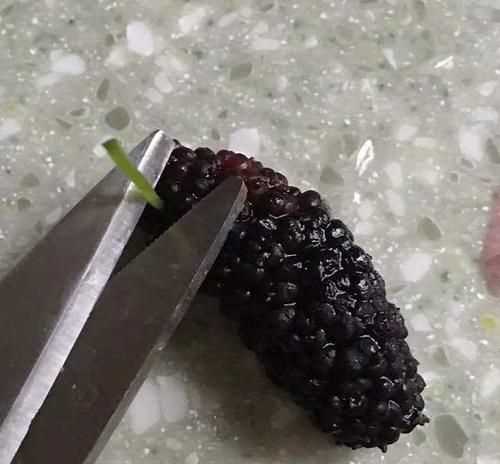 桑葚把手弄黑怎么辦