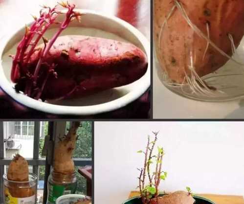 發(fā)了芽的蜜薯能吃嗎