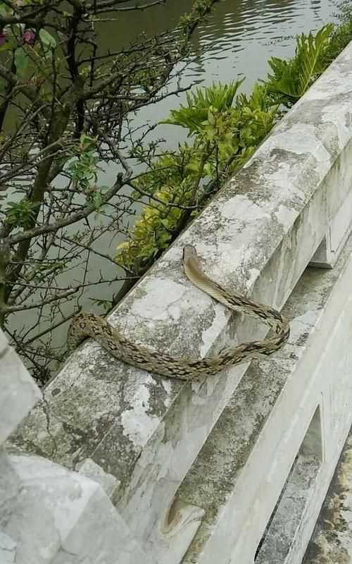 冬天蛇會出來的原因