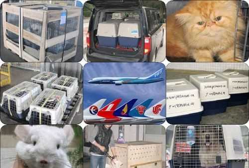 全日空航空可以托運(yùn)寵物嗎