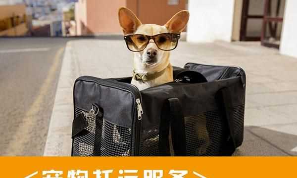 倉(cāng)鼠如何進(jìn)行正規(guī)的飛機(jī)托運(yùn)