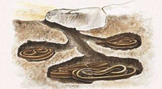 冬天蛇會出來嗎，冬天蛇會出來嗎？圖3