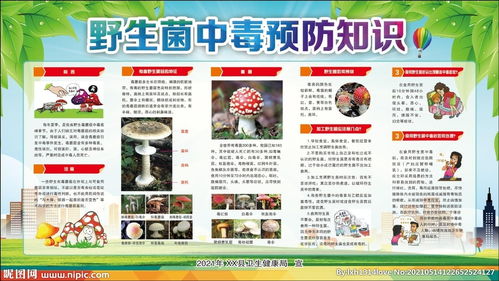 云南野生菌安全知識ppt