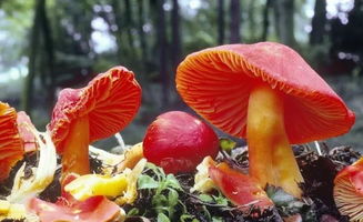 小學食品安全知識毒蘑菇