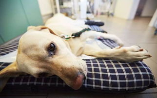 防狗安全知識(shí)