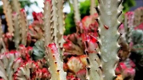 鎮(zhèn)宅最吉利的三種花