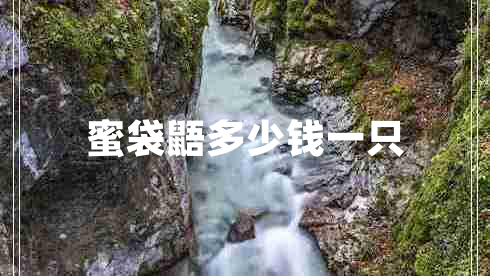 蜜袋鼯多少錢一只