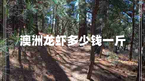 澳洲龍蝦多少錢(qián)一斤