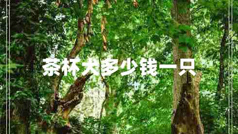 茶杯犬多少錢一只