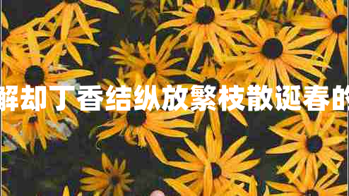 殷勤解卻丁香結縱放繁枝散誕春的意思