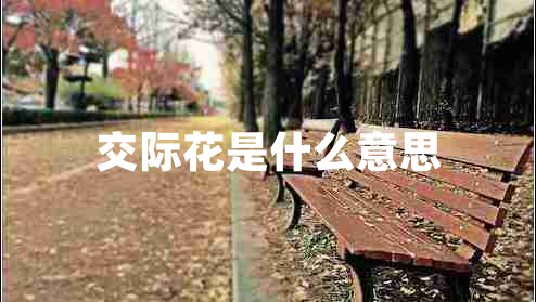 交際花是什么意思