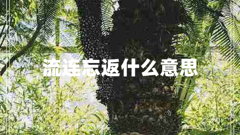 流連忘返什么意思