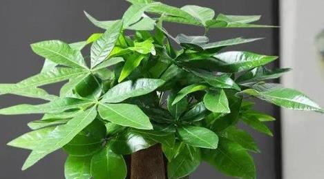 鎮(zhèn)宅最吉利的三種花