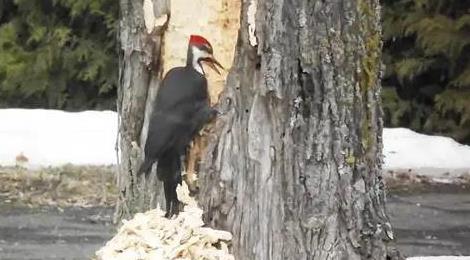 啄木鳥最怕什么動物