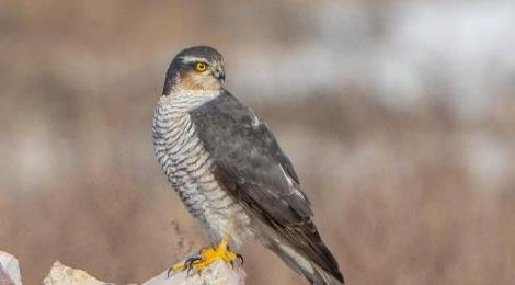 啄木鳥最怕什么動物