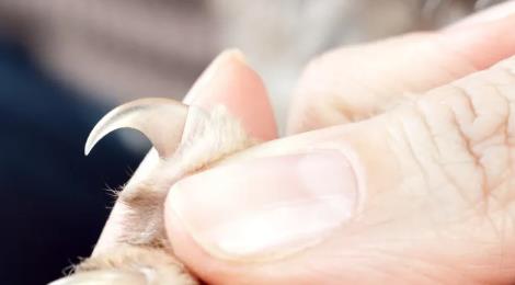 被貓抓了一下輕微破皮要打針嗎