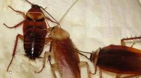蟑螂會(huì)靠近熟睡的人嗎