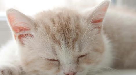 被貓抓了一下輕微破皮要打針嗎