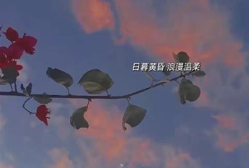 特別含蓄又有深意的情話