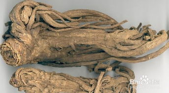 獨(dú)活當(dāng)歸典故