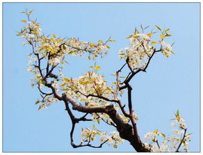 梨花與海棠的典故