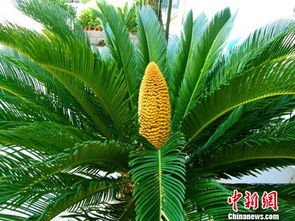 鐵樹(shù)開(kāi)花,典故