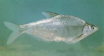 不食武昌魚(yú)典故,寧飲建業(yè)水不食武昌魚(yú)典故,才飲長(zhǎng)沙水,又食武昌魚(yú)典故